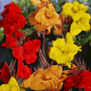 Canna mixed